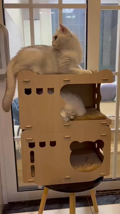 Cat Scratching House